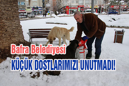BAFRA BELEDİYESİ SOKAK HAYVANLARINI UNUTMADI!