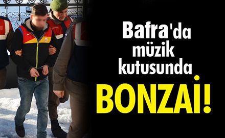 Müzik kutusunda bonzai!