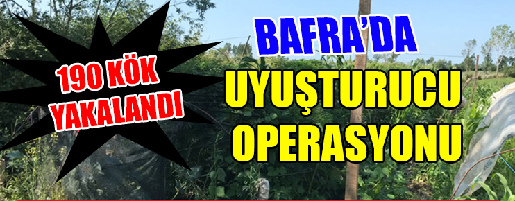 Bafra’da 190 kök esrar yakalandı