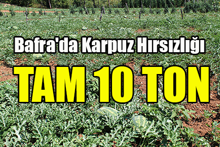 Bafra’da Karpuz Hırsızlığı