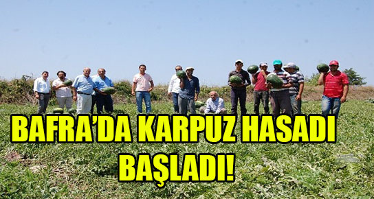 Bafra Ovası’nda karpuz hasadı başladı