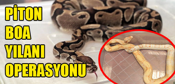 Piton boa yılanı operasyonu!