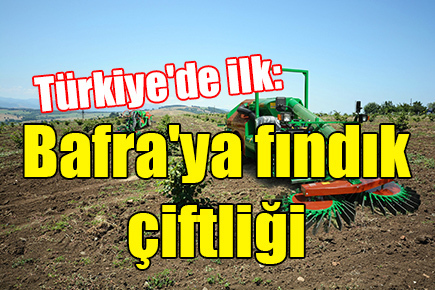 Türkiye’de ilk: Bafra’ya fındık çiftliği