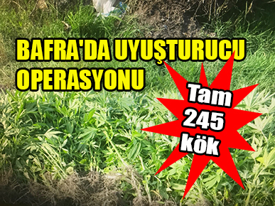 BAFRA’DA UYUŞTURUCU OPERASYONU