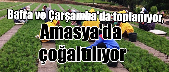 Bafra ve Çarşamba’da toplanıyor, Amasya’da çoğaltılıyor