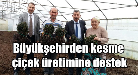 Büyükşehirden kesme çiçek üretimine destek