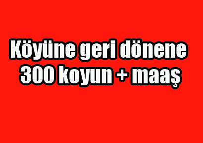 Köyüne geri dönene 300 koyun + maaş