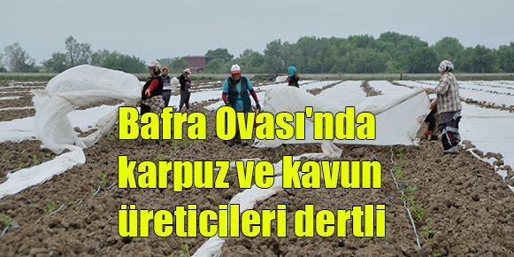 Bafra Ovası’nda karpuz ve kavun üreticileri dertli