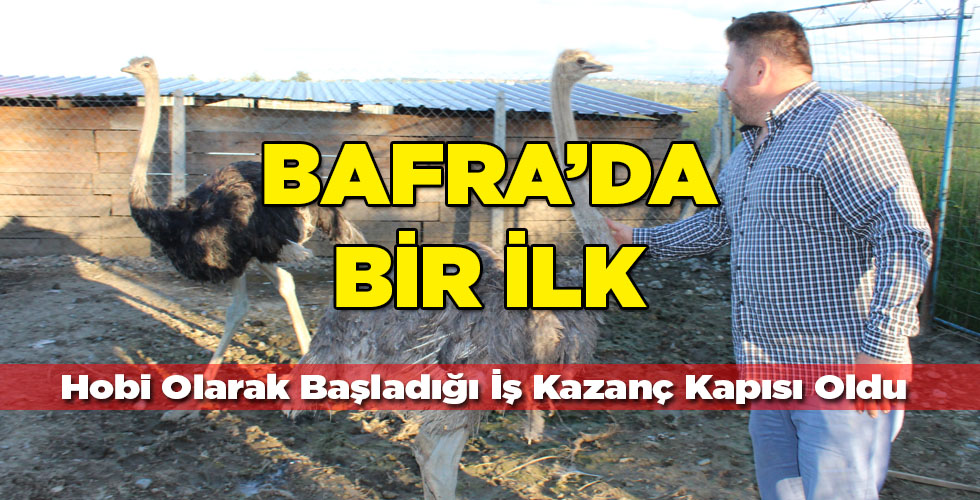 Bafra’da Görülmüş Şey Değil! Deve Kuşu Yetiştiriyor