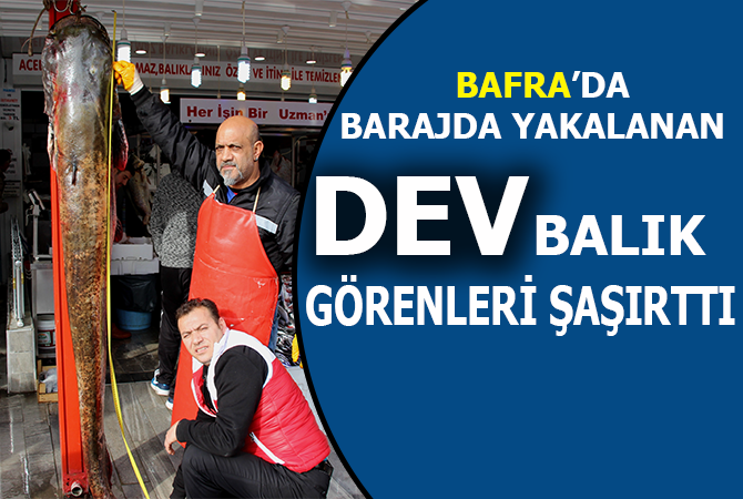 Dev balık görenleri hayrete düşürdü: 2 metre 30 santim, 103 kilo