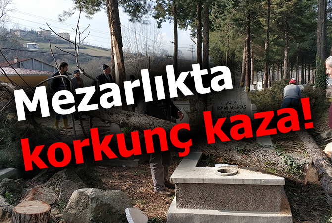  Mezarlıkta üzerine kesilen ağaç devrilen yaşlı adam ağır yaralandı