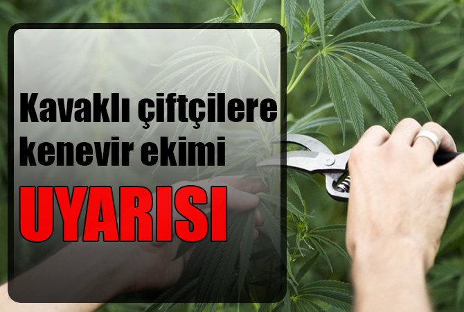 Kavaklı çiftçilere kenevir ekimi uyarısı