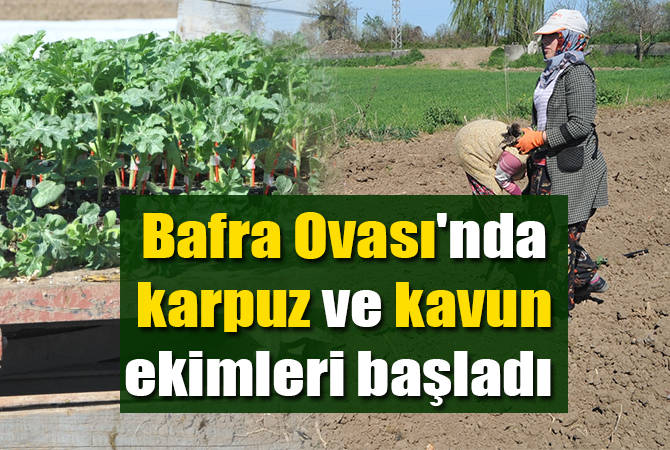 Bafra Ovası’nda örtü altı karpuz ve kavun ekimleri başladı