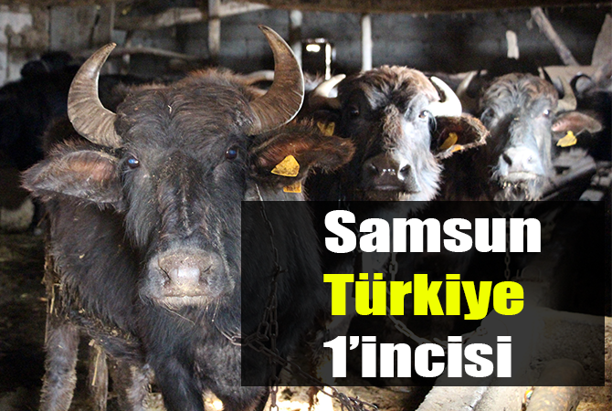 Samsun Türkiye 1’incisi, büyükbaşta ise Türkiye 9’uncusu