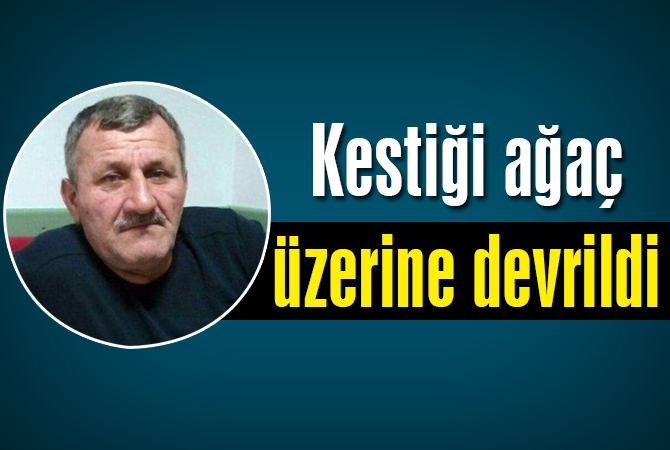Üzerine kesilen ağaç düşen bir kişi hayatını kaybetti