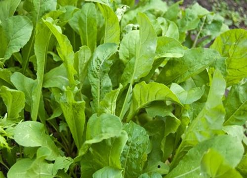 Bağışıklığınızı güçlendirecek besinler