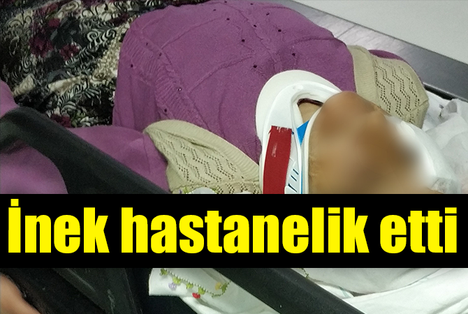  İnek hastanelik etti