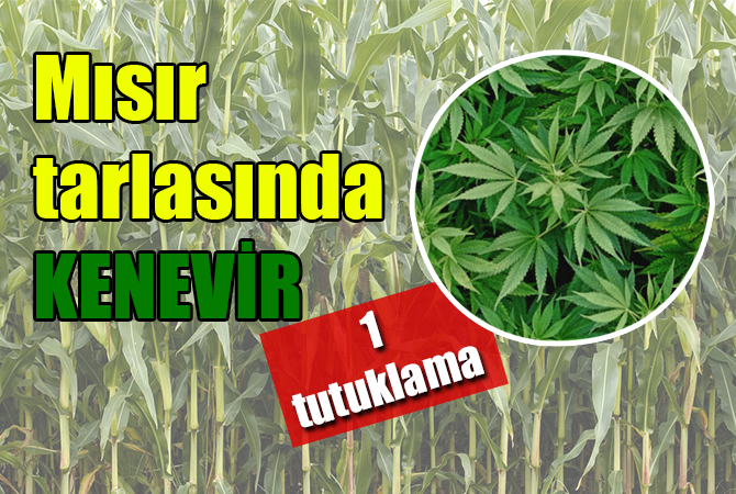mısır tarlasında kenevir