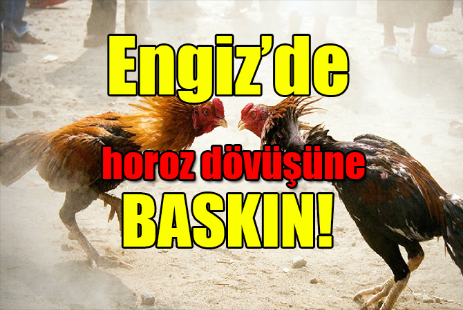 19 Mayıs’ta horoz dövüşçülerine baskın