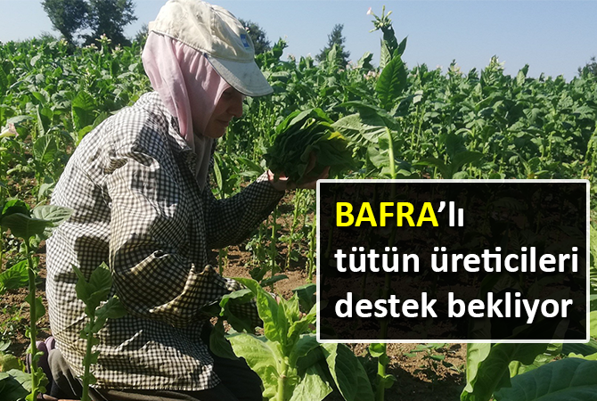 Bafralı tütün üreticileri destek bekliyor