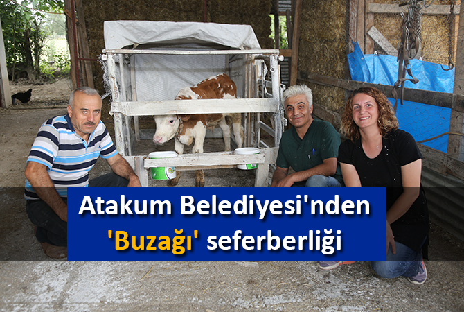Atakum Belediyesi’nden ‘Buzağı’ seferberliği