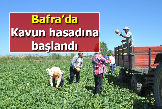Bafra Ovası’nda kavun hasadına başlandı