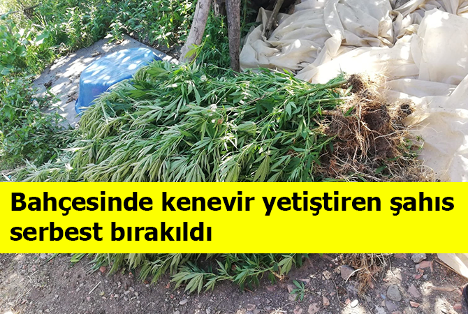 Bahçesinde 112 kök Hint keneviri ele geçirilen şahıs serbest