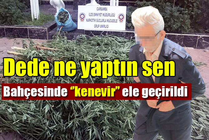 77 yaşındaki şahıs kenevir operasyonunda gözaltına alındı