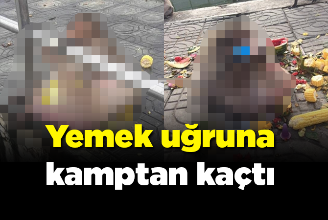 Diyet kampından kaçtı! 4 aydır kayıp