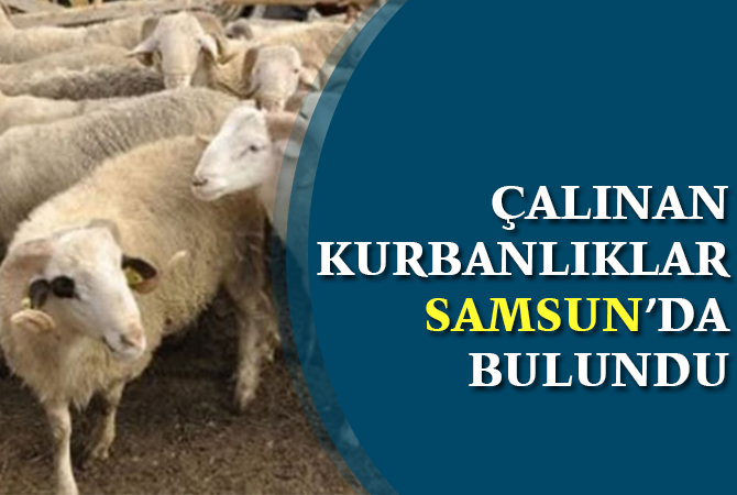 Firari 1 kişi ve 7 koyun için 5 şüpheli sorgulanıyor
