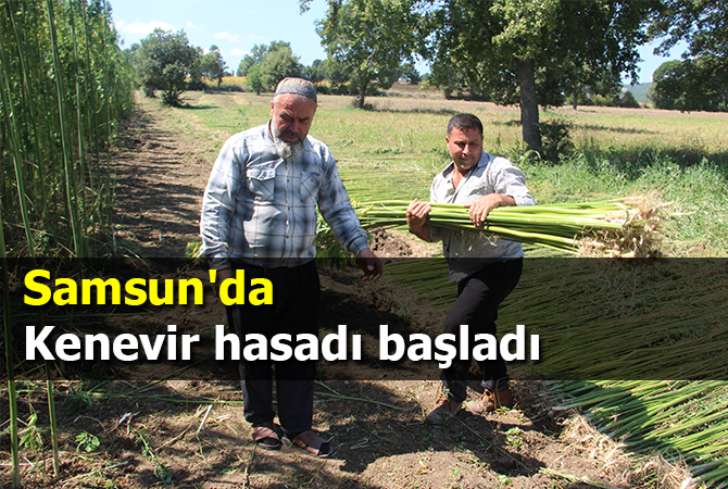 Samsun’da kenevir hasadı başladı