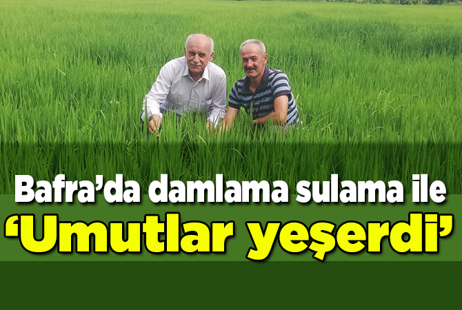 Damlama sulama ile çeltik ekiminde 70 su tasarrufu