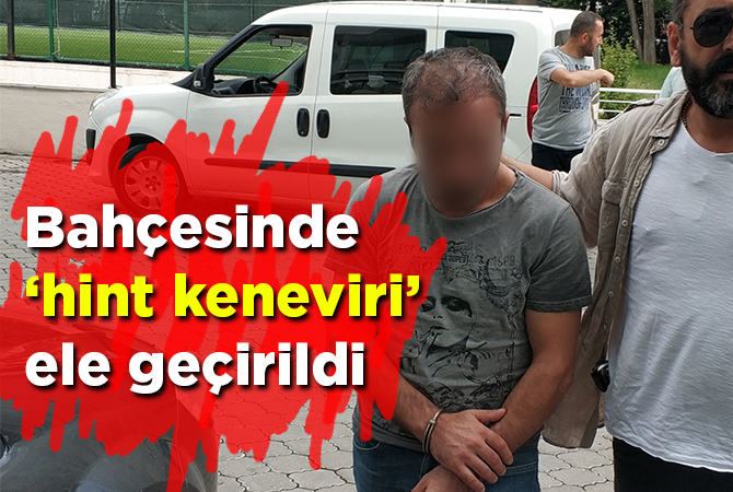  Bahçesinde 22 kök dişi Hint keneviri bitkisi ele geçirildi