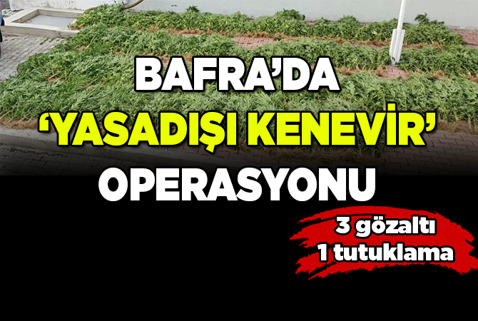 Samsun’da 575 kök Hint keneviri ele geçirildi