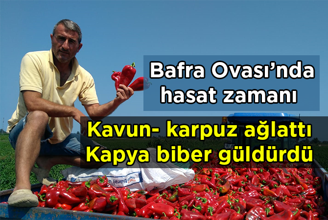 Bafra Ovası’nda hasat zamanı