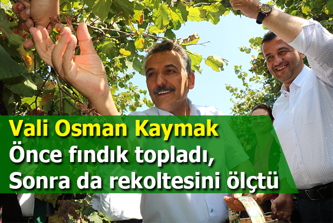 Samsun’da 137 bin ton fındık rekoltesi bekleniyor