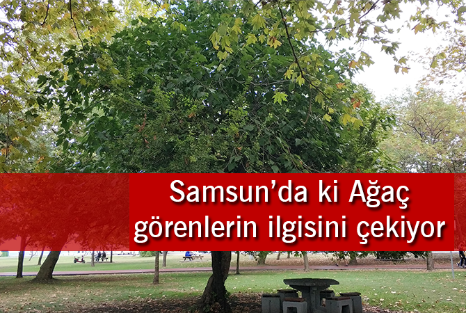 Ağaçların kardeşliği