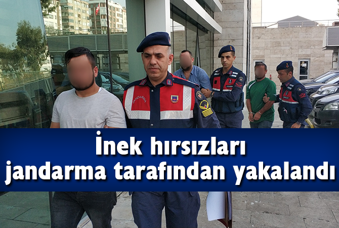 İnek hırsızları jandarma tarafından yakalandı
