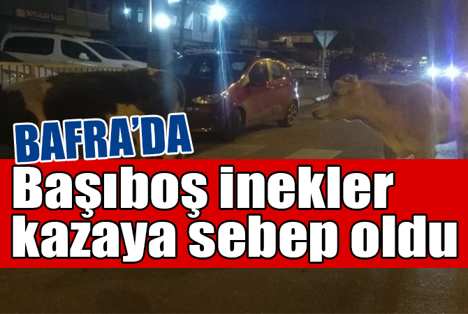 BAFRA’DA YOLA ÇIKAN İNEK KAZAYA SEBEP OLDU
