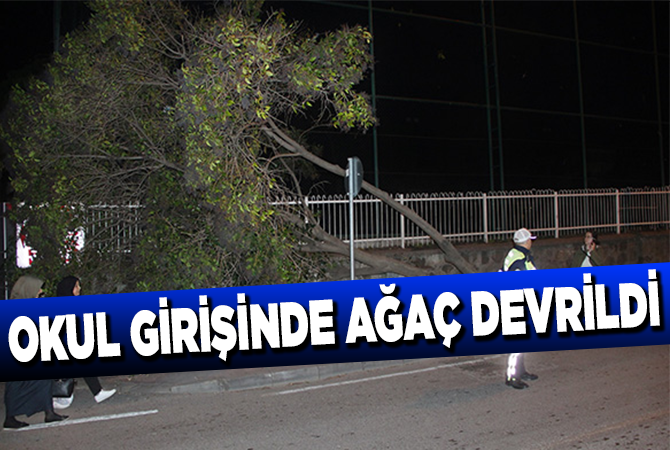 Samsun’da okul girişinde ağaç devrildi