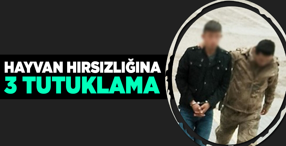 hayvan hırsızlığına 3 tutuklama