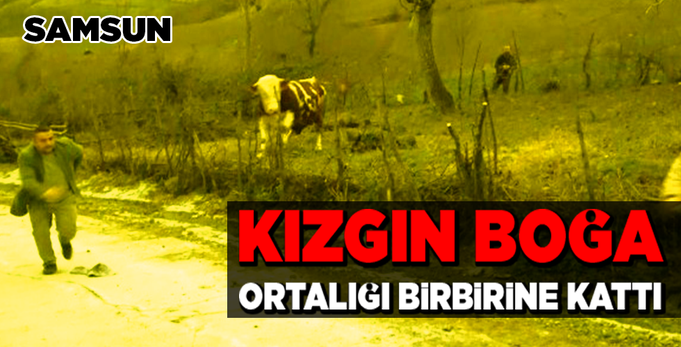 Samsun’da aksiyon filmlerini aratmayacak boğa kovalaması