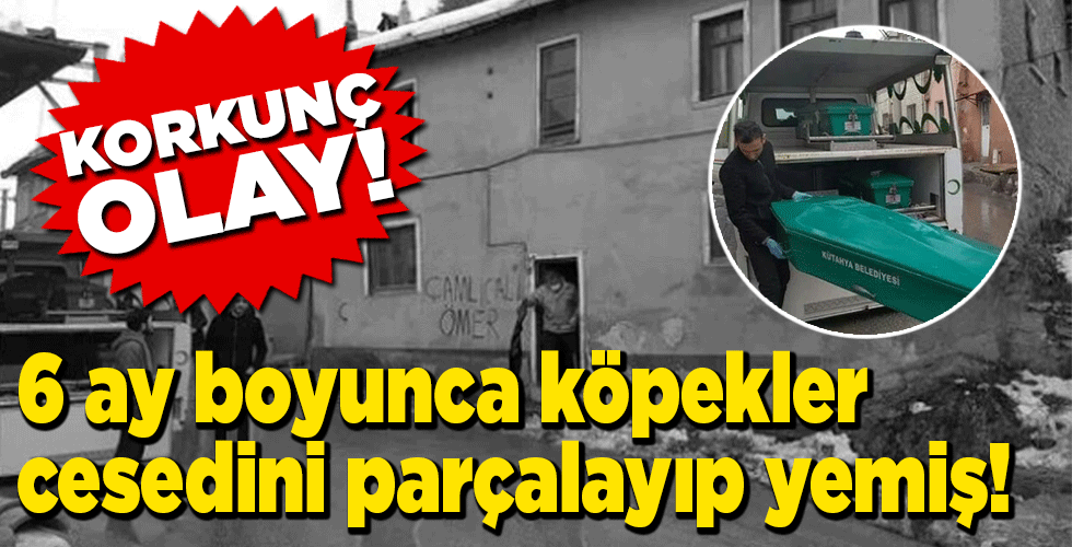 korkunç olay! 6 ay boyunca köpekler cesedini parçalayıp yemiş!