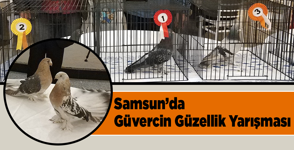 Samsun’da güvercin güzellik yarışması düzenlendi