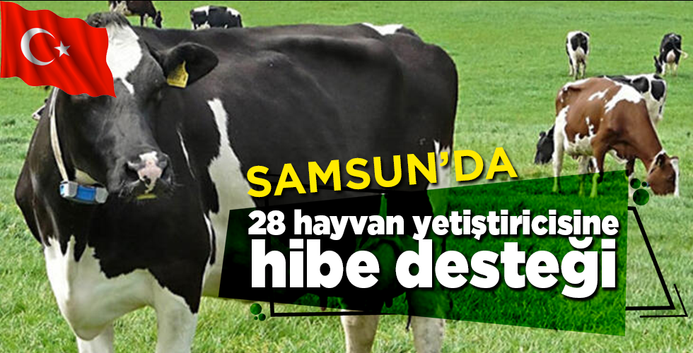 Samsun’da 28 hayvan yetiştiricisine hibe desteği