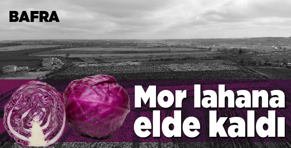Mor lahana üreticinin elinde kaldı