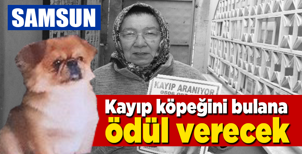 Kayıp köpeğini bulana ödül verecek