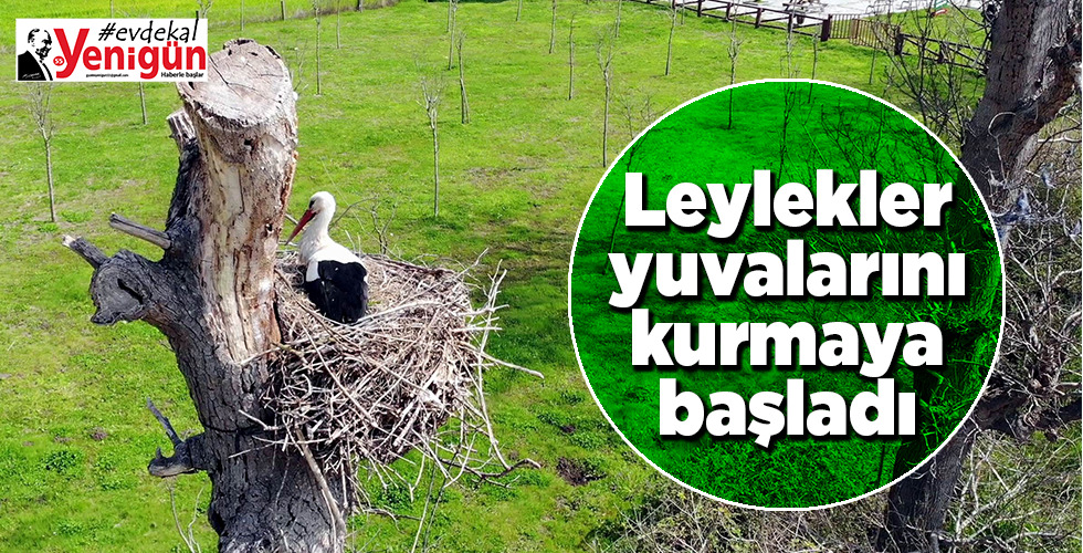 Leylekler yuvalarını kurmaya başladı
