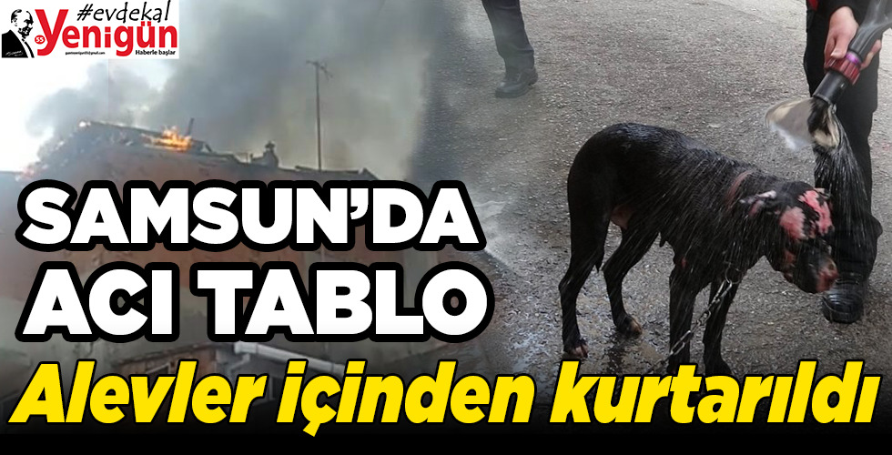 alevler içinde kalarak yaralanan köpeği itfaiye kurtardı