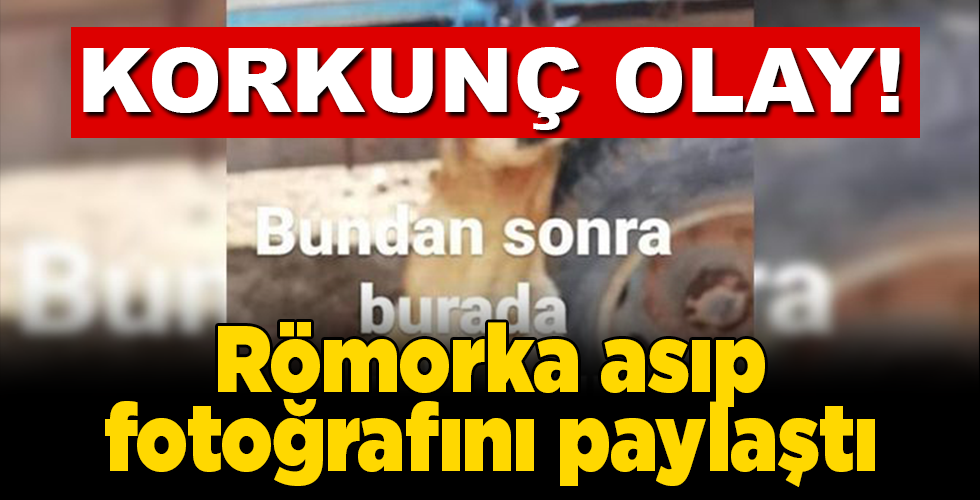Römorka asılı köpek fotoğrafı paylaştı, gözaltına alındı